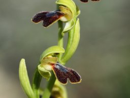 5_Ophrys_blitopertha